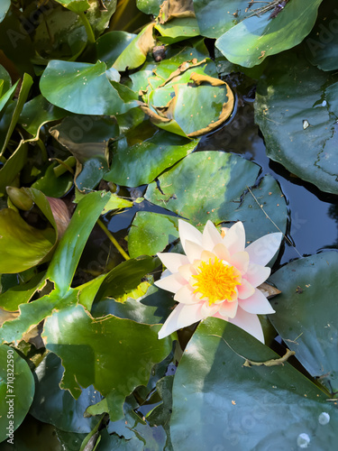 Beautiful bloom of pink water lily on water