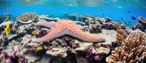 Cushion starfish and sea cucumber on Maldives coral reef.