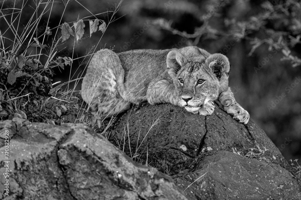 A Lion Rests On A Rock In The Wild 
