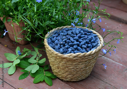 Haskap or honeysuckle berry in the wicker basket on the wooden planks. Summer garden background with countryside nature