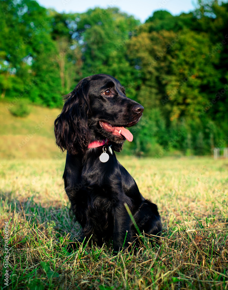Black dog of the English cocker spaniel breed sits on a background of trees. The dog is ten months old. He looks away and sticks out his tongue. Portrait. Training. Hunter. The photo is blurred