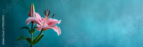 Elegant pink lily flower isolated on a soft blue background, perfect for botanical themes, greeting cards, or wedding invitations