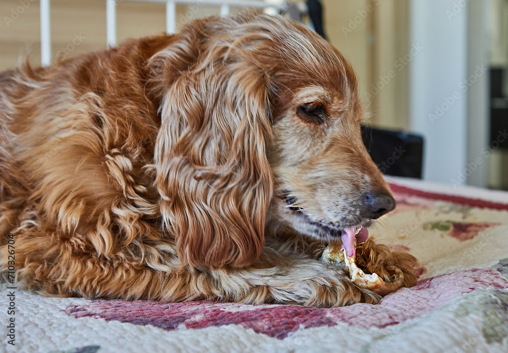 Adorable Red Cocker Spaniel Dog Eating a Pig's Ear While Lying on a Bed