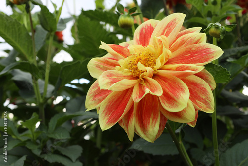 Dahlia flower of unusual color - yellow-red blooms on a bush on a summer day