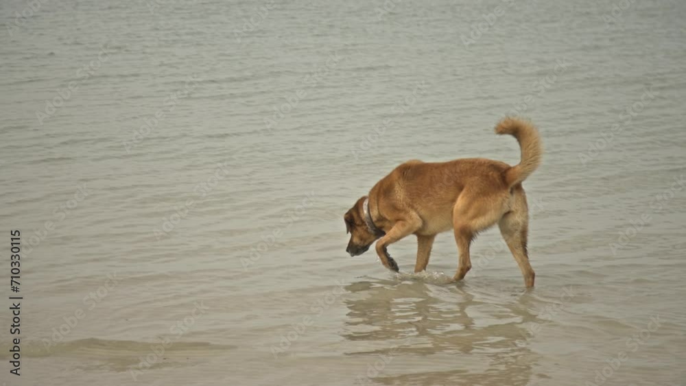 dogs swimming, running, playing in the sea 4K UHD dogs swimming, running, playing in the sea 4K UHD