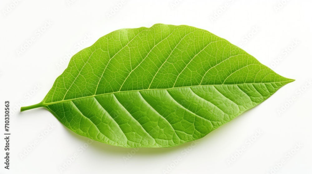 Obraz premium green leaf product background illustration organic sustainable, eco plant, foliage botanical green leaf product background