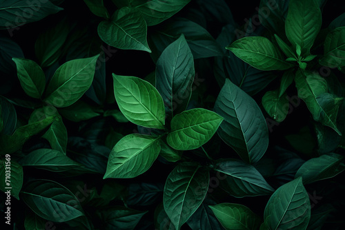 Close-up of green leaves on a dark background, Generative AI