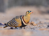 Painted Sandgrouse in Gujarat, India