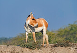 A wild Ass in Wild Ass Sanctuary, Little Rann of Kutch, India 