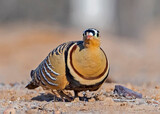 Painted Sandgrouse in Gujarat, India