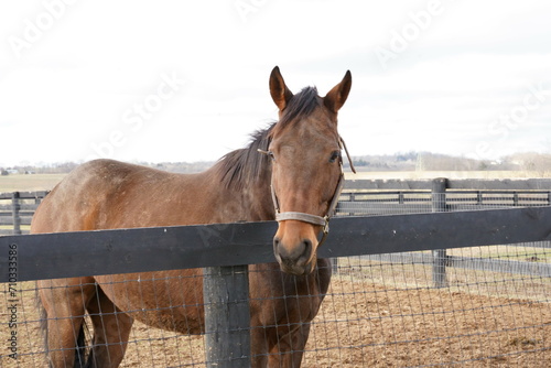 Majestic brown horse standing tall and gazing into the distance © Wirestock
