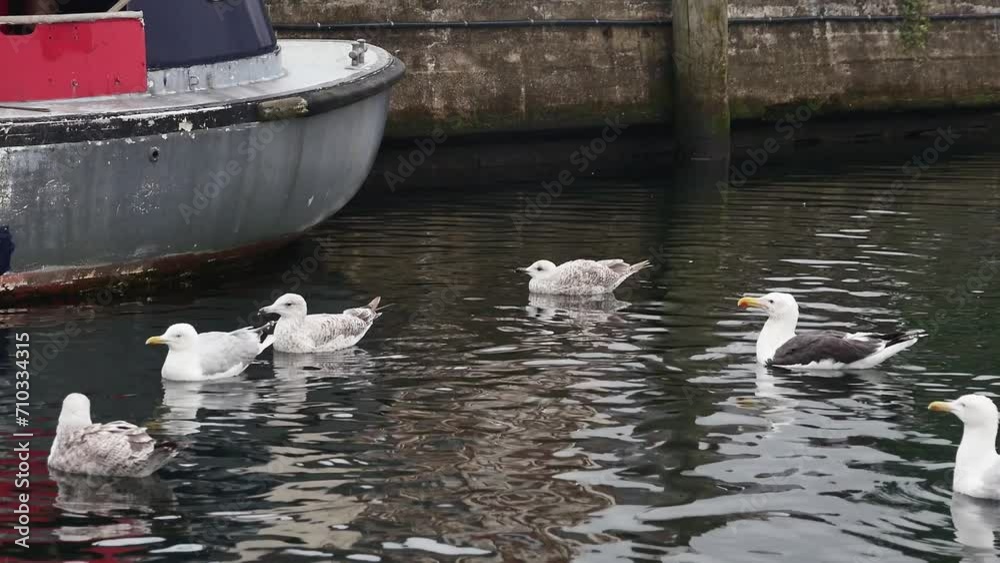 adult and young seagulls swim near a fishing boat and catch food thrown to them adult and young seagulls swim near a fishing boat and catch food thrown to them