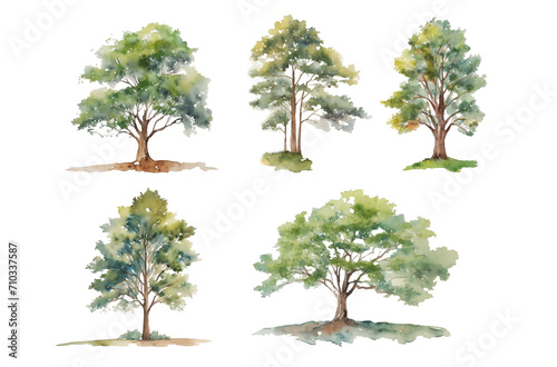 tree watercolor vector illustration, Minimal style tree painting hand drawn, Side view, set of graphics trees elements drawing for architecture and landscape design. Tropical © feipco
