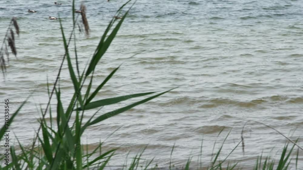ducks swimming in the sea and a white seagull resting on a large stone near the shore ducks swimming in the sea and a white seagull resting on a large stone near the shore