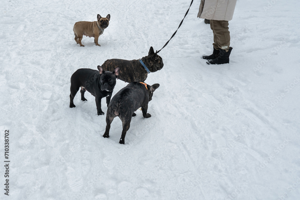 Woman walks with her French bulldogs in a winter park. Walking dogs in winter.