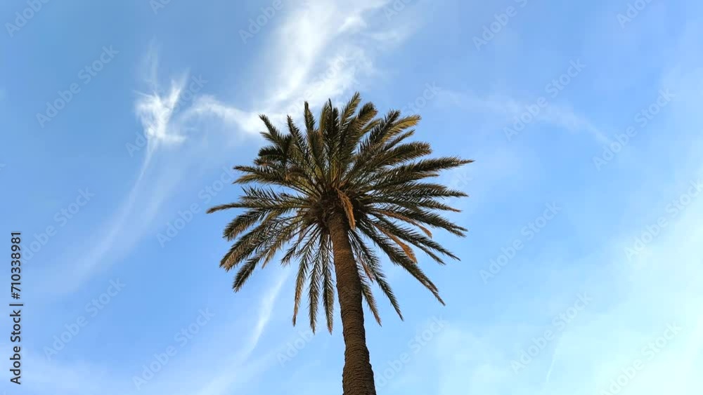 palm tree seen from below with blue sky. palm tree seen from below with blue sky.