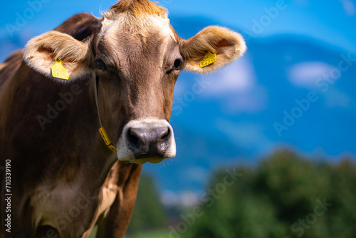Cow on a summer pasture. Herd of cows grazing in Alps. Holstein cows, Jersey, Angus, Hereford, Charolais, Limousin cows. Cow is looking at camera. Close-up cows face. photo