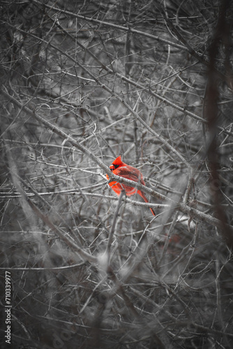 Red Jay