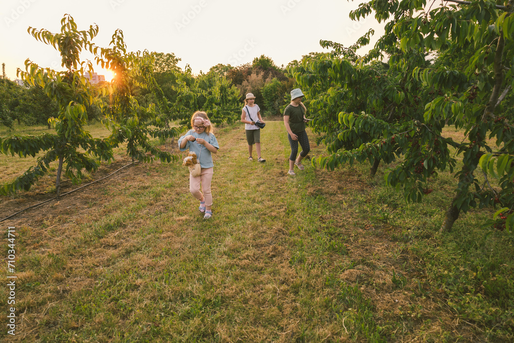 Fototapeta premium children play outdoors in sweet cherry orchards, summer, harvest
