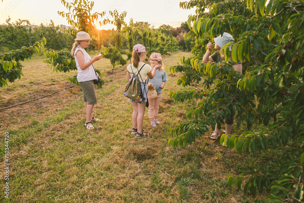 Fototapeta premium children play outdoors in sweet cherry orchards, summer, harvest