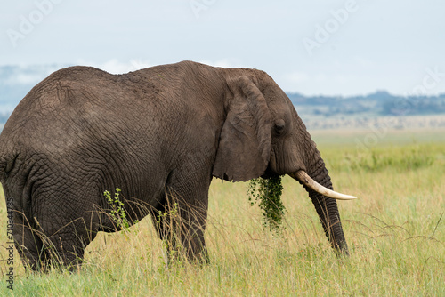 Elephant in Serengeti savanna - National Park in Tanzania, Afric