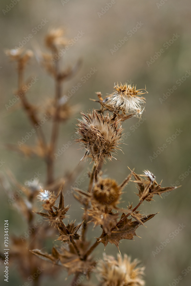 dried burdock bush in autumn dried burdock bush in autumn