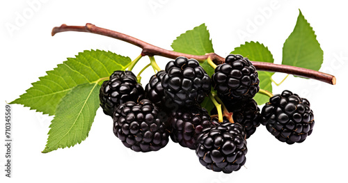 Branch of delicious ripe blackberries, cut out