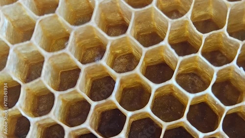 Honeycomb closeup photo