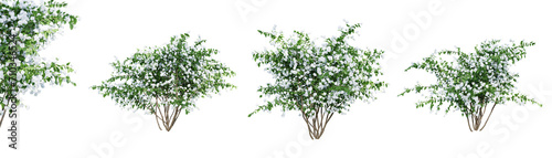 Philadelphus Bouquet Blanc isolate transparent background.3d rendering PNG photo