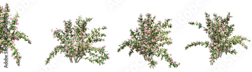 Philadelphus Bouquet Blanc isolate transparent background.3d rendering PNG