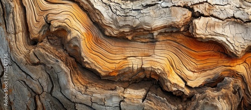 Detailed photo showcasing the organic textures and patterns of a newly chopped tree trunk or log. photo