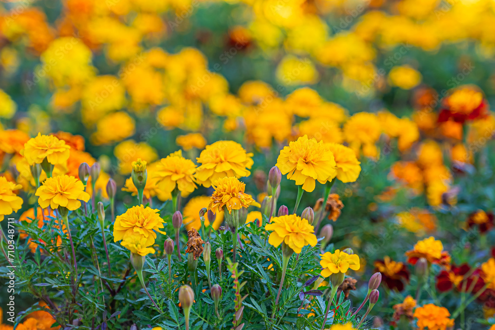 Obraz premium 霞ヶ浦総合公園の風景