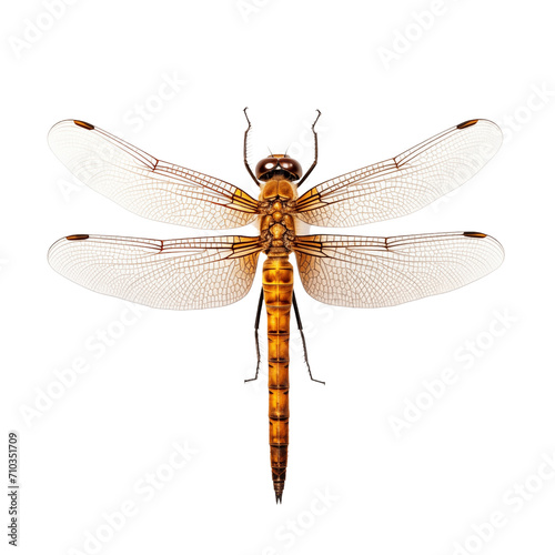 Dragonfly isolated on Transparent and white background. Generative ai © Dima