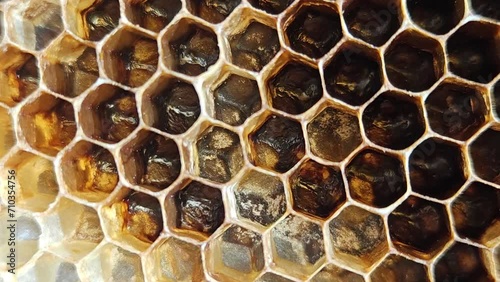 Honeycomb closeup photo