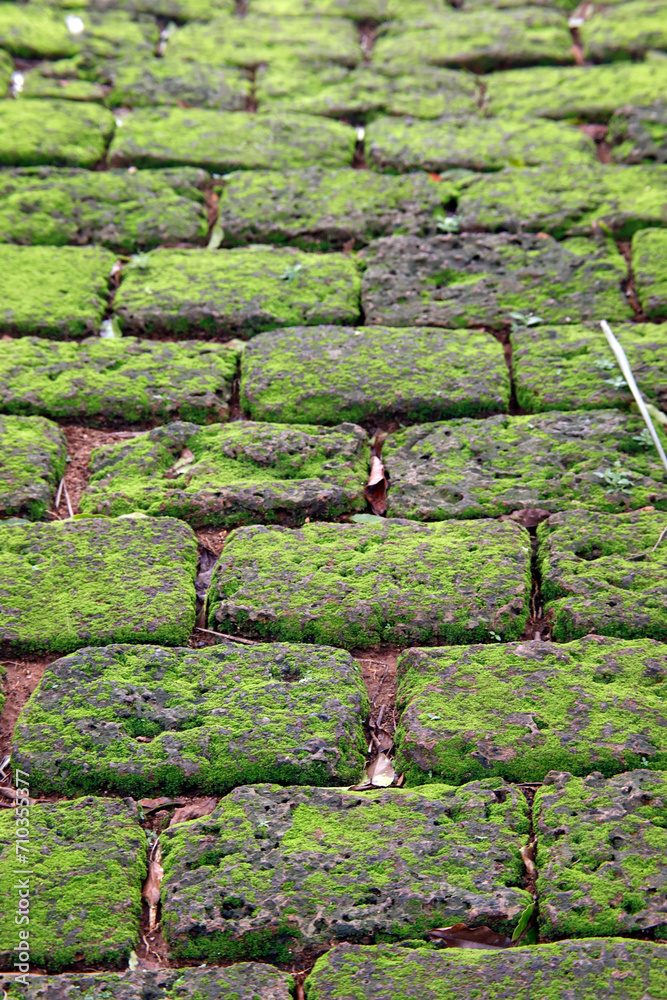 Old paving stones covered with green moss texture..