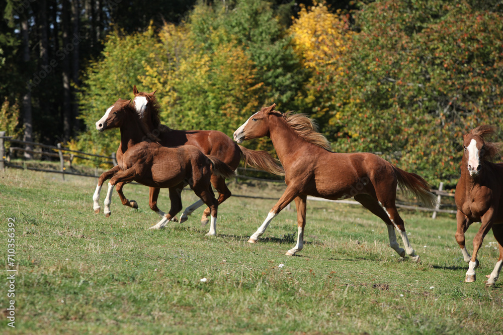 Fototapeta premium Group of young western horses moving