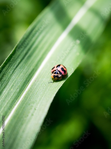 Cheilomenes sexmaculata, Six-Spotted Zigzag Ladybird, Menochilus sexmaculatus, ladybug photo