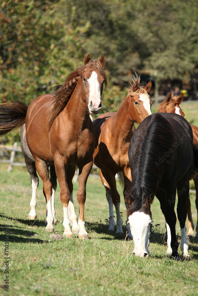 Fototapeta premium Group of paint horses on the pasturage