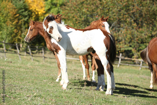 Group of paint horses on the pasturage