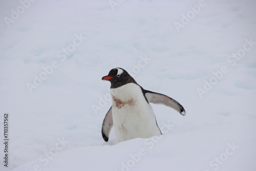 Gentoo Penguin  Pygoscelis papua   Cuverville Island  Antarctica.