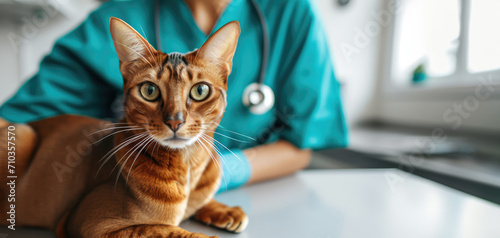 Generative AI, cute cat being examined by professional veterinarian in vet clinic 