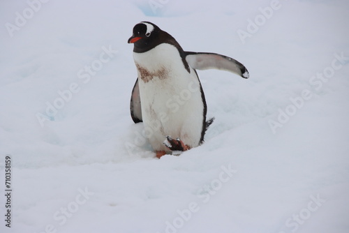 Gentoo Penguin  Pygoscelis papua   Cuverville Island  Antarctica.