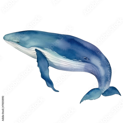 Whale Blue whale watercolor on transparent background