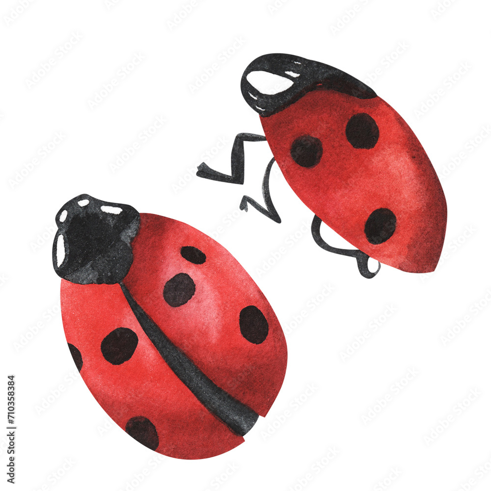 Fototapeta premium Ladybug with watercolor.Illustration cute red bugs spreading wings.Big ladybug set.lovely red insect.Isolated on white background.Clipping path.