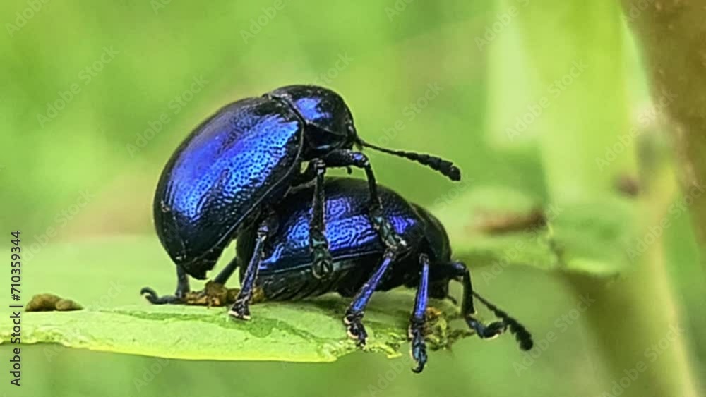 Beetle Mating. India Beetle Mating. India