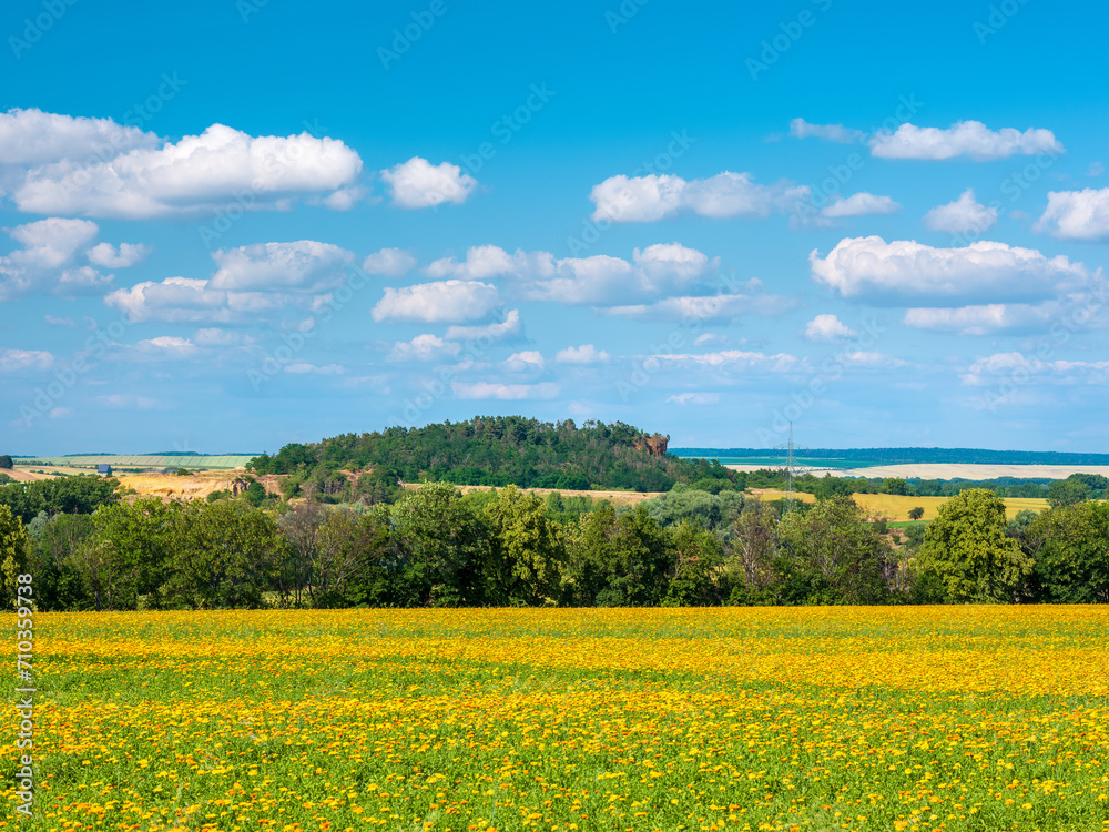 Obraz premium Field of Calendula officinalis for plant pharmacology in bloom under blue sky with clouds