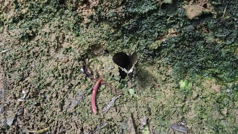 Butterfly Sits On Land. India. Butterfly Sits On Land. India.