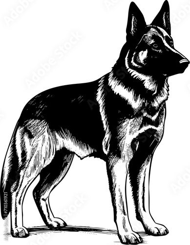 German Shepherd Dog SVG Standing Looking Right