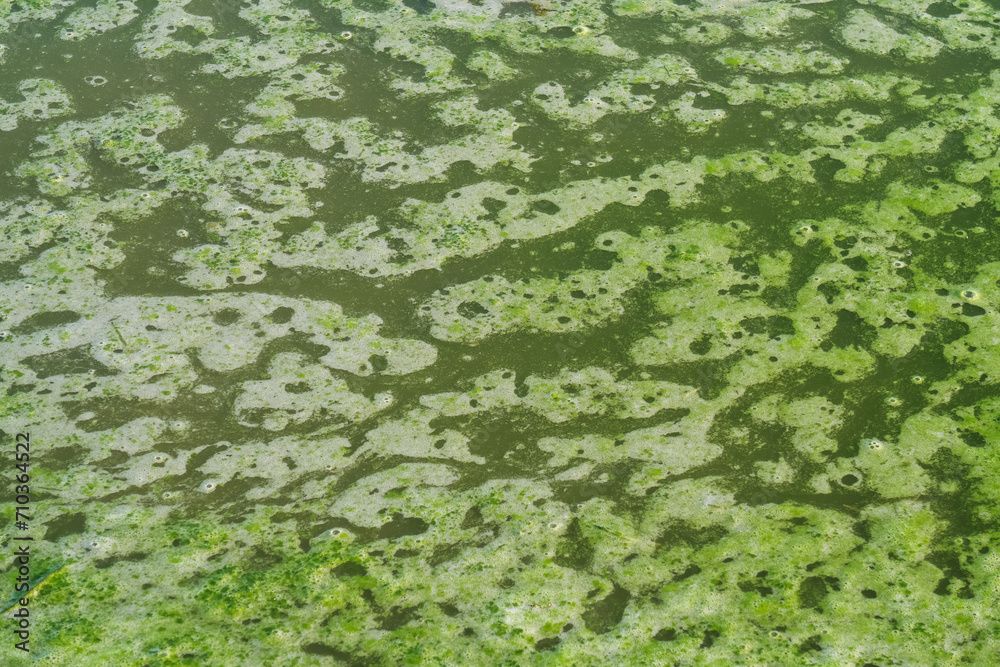 Algae mucilage ditch puddle water float green nature