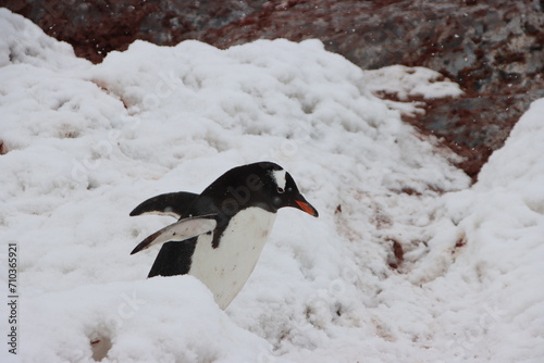 Gentoo Penguin  Pygoscelis papua   Cuverville Island  Antarctica.